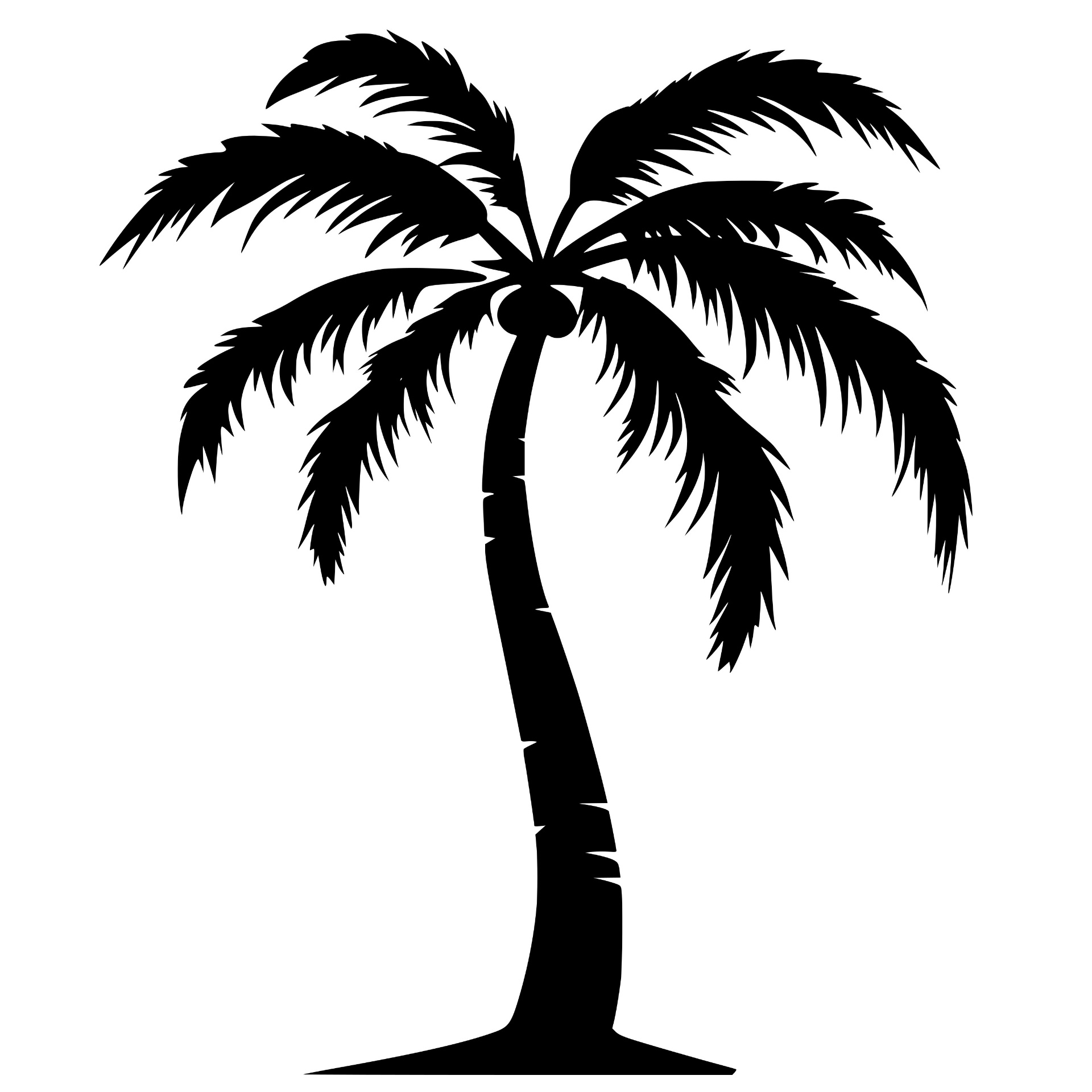 Single coconut palm tree silhouette